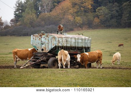Cow Comes To Drink Water At The Drinking Tank