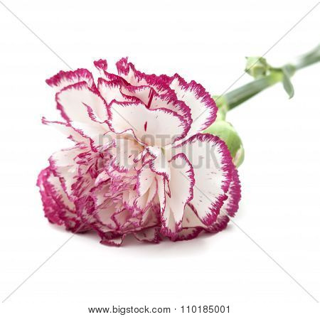 White Carnation With Dark Pink Petal Edges