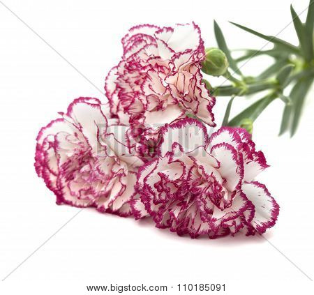 White Carnation With Dark Pink Petal Edges