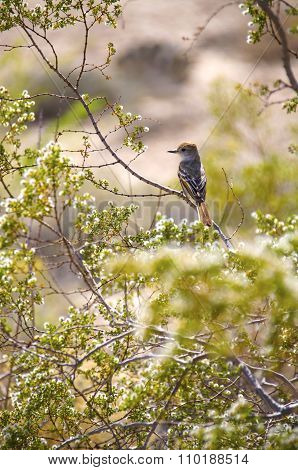 Desert Bird on a Tree