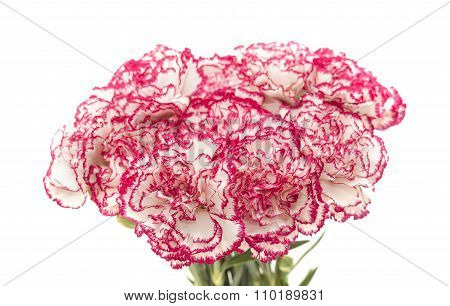 White Carnation With Dark Pink Petal Edges