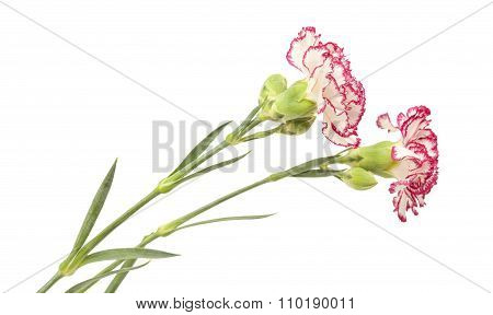 White Carnation With Dark Pink Petal Edges