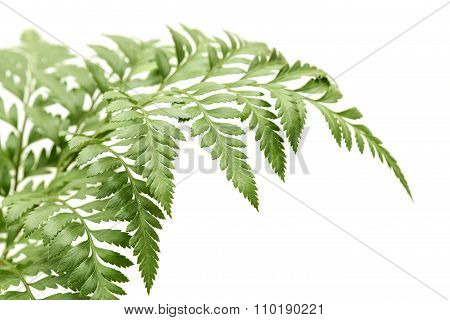 Rumohra Adiantiformis, Leatherleaf Fern
