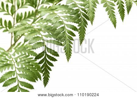 Rumohra Adiantiformis, Leatherleaf Fern