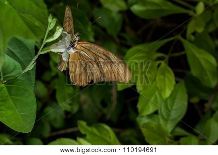 Butterflies From Around The World
