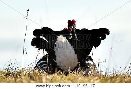 Fighting Black Grouses