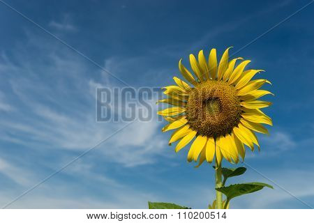 Sunflower and Sky background in Thailand
