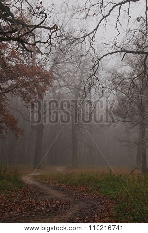 Path leads in autumn foggy forest