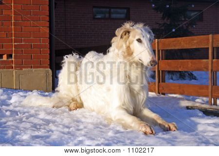 Kutya fajtiszta Borzoi