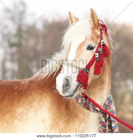 Amazing Haflinger In Winter