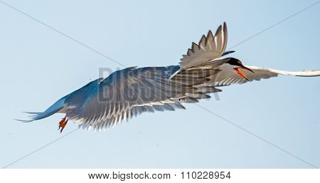 Closeup Portrait of Common Tern (Sterna hirundo). Adult common tern in flight on the blue sky background. Blue Sky background