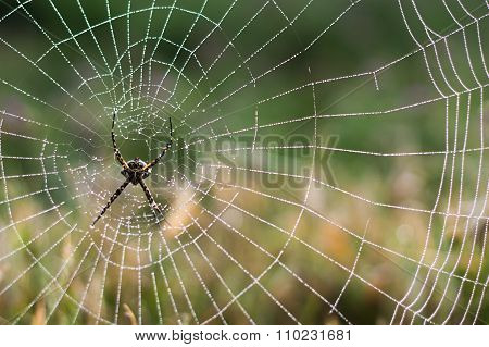 Spider In The Morning After The Rain