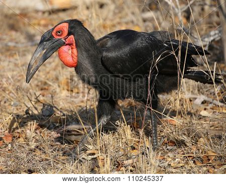 black hornbill (Bucorvus leadbeateri).