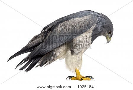 Chilean blue eagle - Geranoaetus melanoleucus (17 years old) in front of a white background