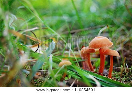 Mushrooms in the forest. Macro.
