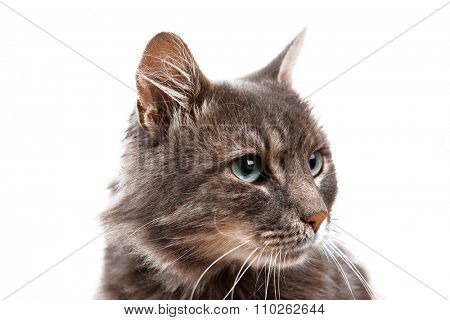 Beautiful grey cat isolated on white background
