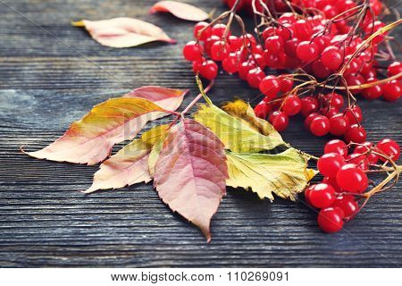 Guelder-rose and autumn leaves on wooden background