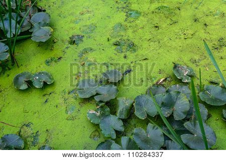 Dirty Water With Green Plants Near The Shore. Horizontal View Of Spirogyra Filled River, With Lily P