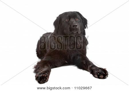 Mischen Sie new Foundland/Berner Sennenhund
