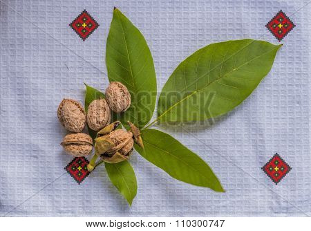 Ripe walnut.