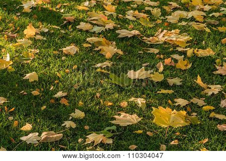 Warm autumn.