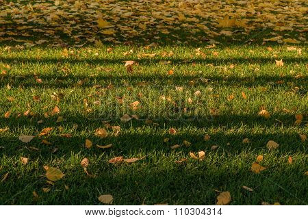 Golden autumn.