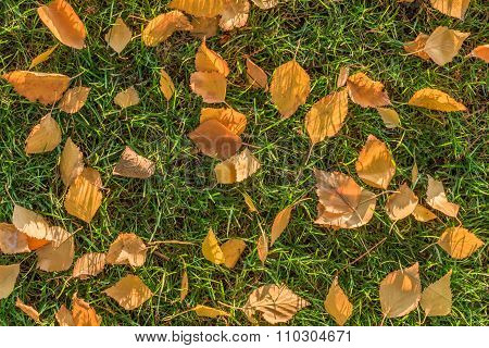 Yellow birch leaves on a lawn.