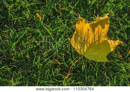 Golden leave.