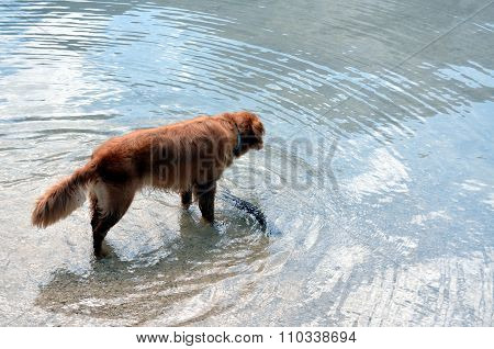 Happy dog playing in the moutnain lake