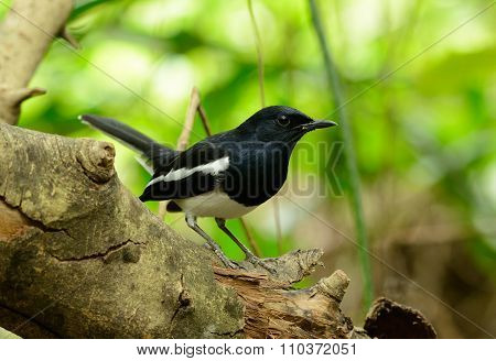 Male Oriental Magpie-robin