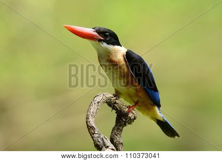 Black-capped Kingfisher(halcyon Pileata)