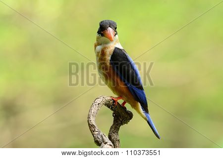 Black-capped Kingfisher(halcyon Pileata)