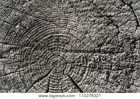 Sawed Gray Wood Log End Natural Background