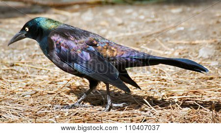Common Grackle walking on dry Pine tree twigs