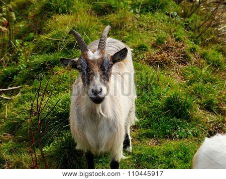 Goat