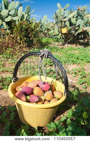 Harvest Time