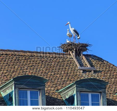 Stork Figures On The Roof Of The Hotel Zum Storchen Building