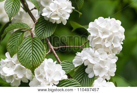 Viburnum Plicatum