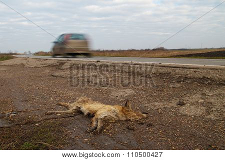 Ded fox on the road