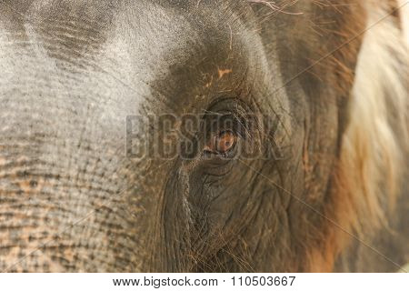: Man ride a elephant in showing presentation