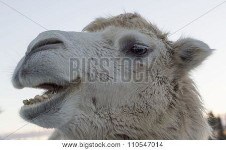White Camel Shewing