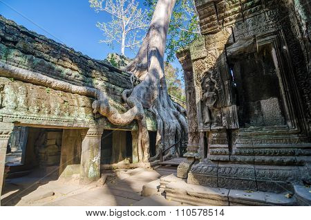 Ta Prohm Temple In Siem Reap