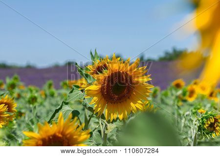 Sunflower and Lavender field