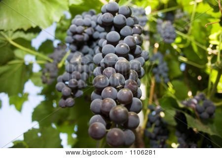 Winogron.