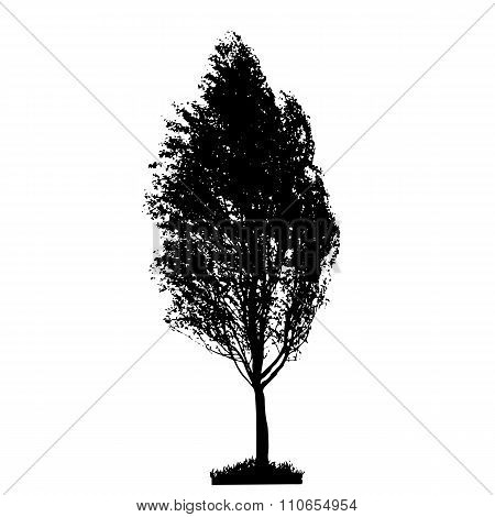 Tree Silhouette Isolated on White Backgorund. Vecrtor Illustrati