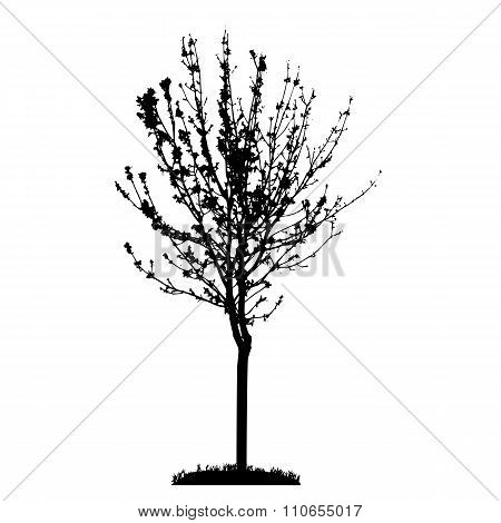 Tree Silhouette Isolated on White Backgorund. Vecrtor Illustrati