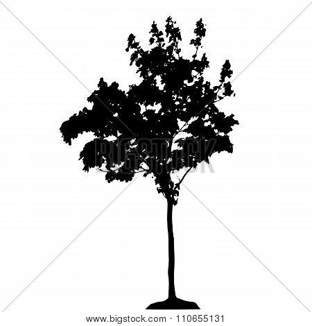 Tree Silhouette Isolated on White Backgorund. Vecrtor Illustrati