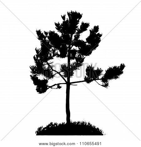 Tree Silhouette Isolated on White Backgorund. Vecrtor Illustrati