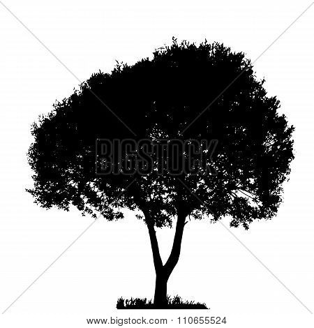 Tree Silhouette Isolated on White Backgorund. Vecrtor Illustrati