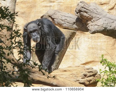 Chimp Freely Moves In The Trees.